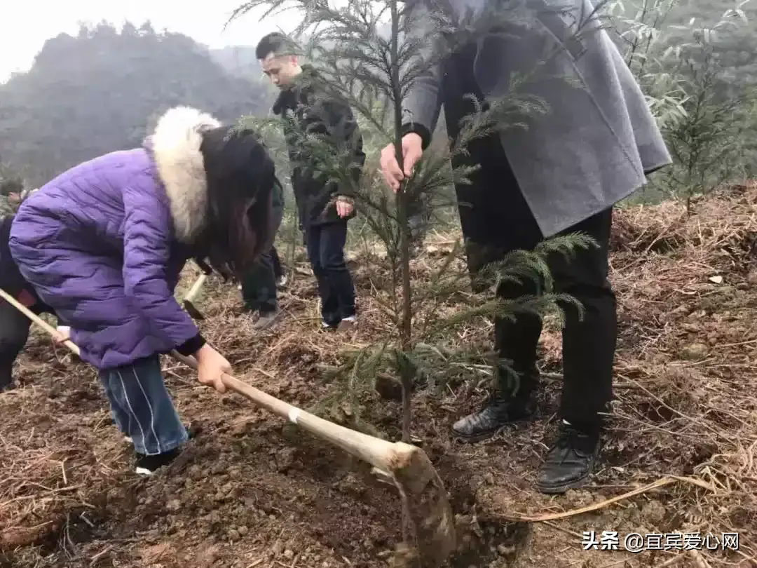 宜宾种植什么最赚钱_宜宾苗乡种植致富_宜宾种植基地