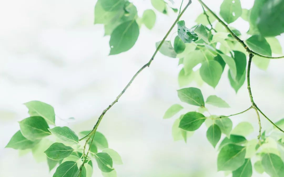 致富经养鹿茸_养殖鹿茸价格多少一斤_鹿茸养殖前景