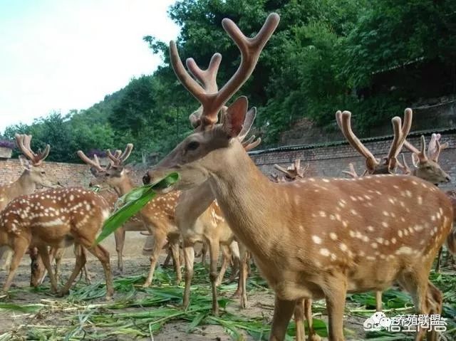 鹿茸养殖前景_鹿茸养殖技术_致富经养鹿茸