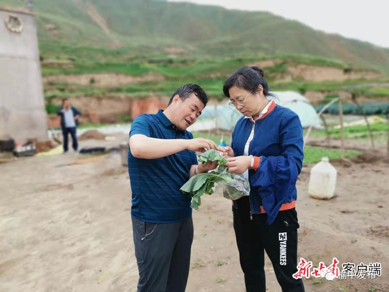 2020年甘蓝种植前景_甘蓝种植致富事例_甘蓝种植基地