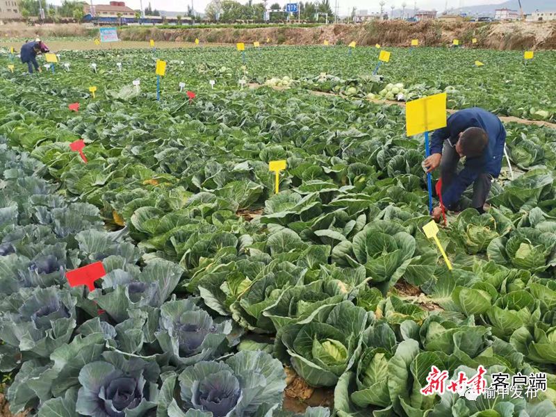 甘蓝种植致富事例_甘蓝种植基地_2020年甘蓝种植前景