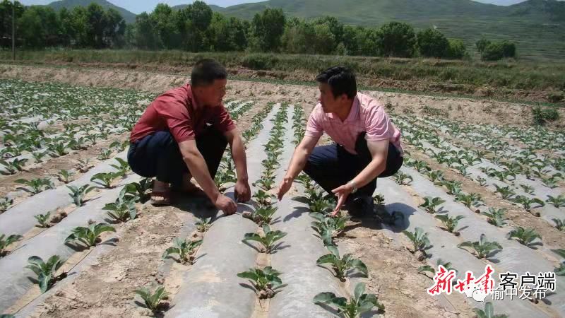 2020年甘蓝种植前景_甘蓝种植基地_甘蓝种植致富事例