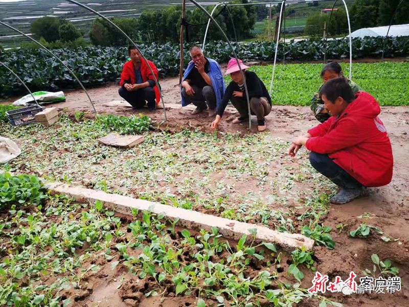 2020年甘蓝种植前景_甘蓝种植致富事例_甘蓝种植基地