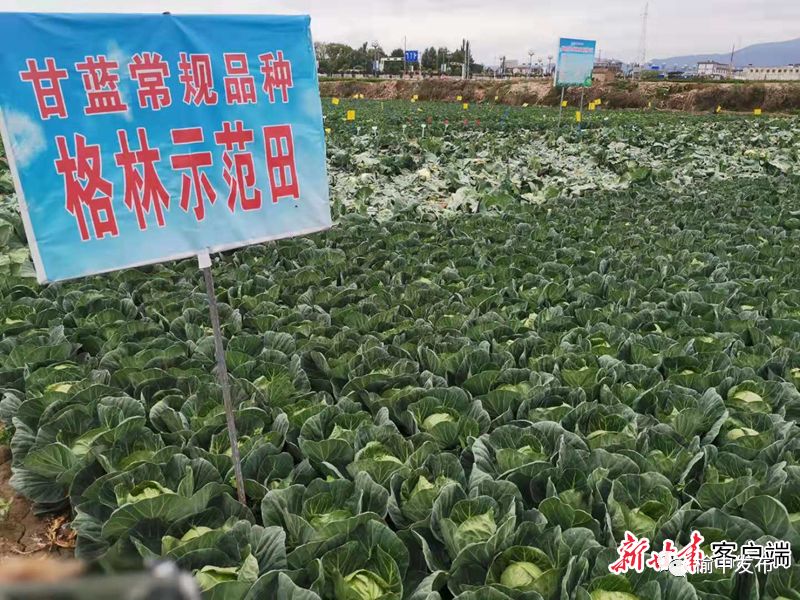 2020年甘蓝种植前景_甘蓝种植致富事例_甘蓝种植基地