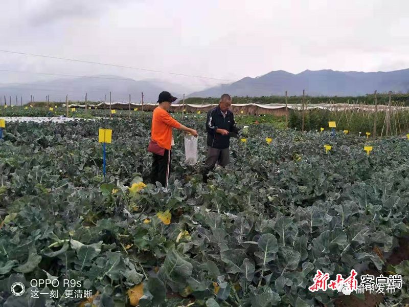 甘蓝种植致富事例_2020年甘蓝种植前景_甘蓝种植基地