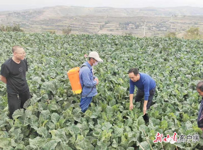 2020年甘蓝种植前景_甘蓝种植致富事例_甘蓝种植基地