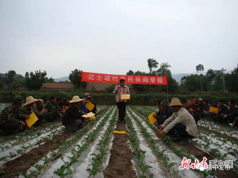 甘蓝种植基地_2020年甘蓝种植前景_甘蓝种植致富事例