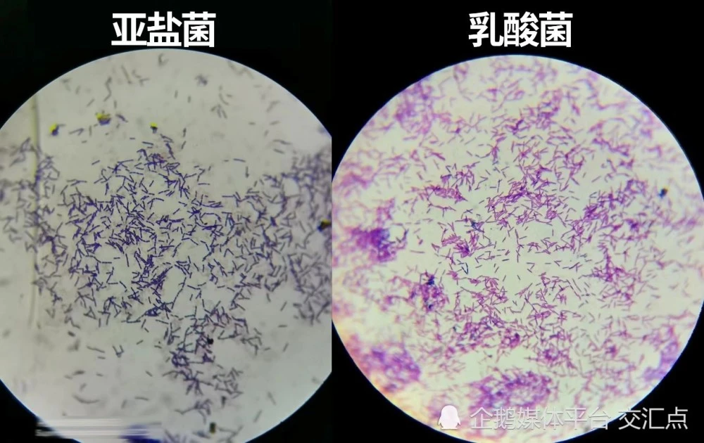 鱼塘里的致富经