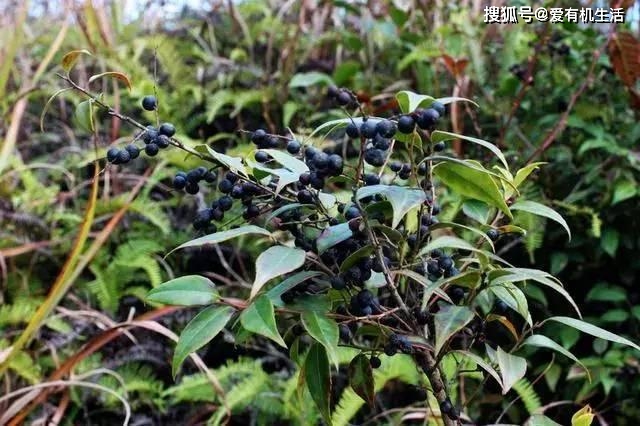 野生野果种植致富_野生果树有哪些_野生水果种植