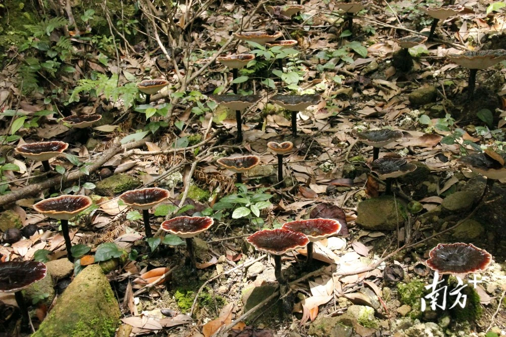 致富经魔芋种植技术_致富经林下魔芋_魔芋种植致富故事