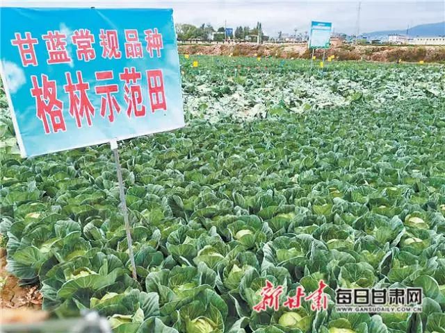 甘蓝种植基地_一百亩种植甘蓝投资_甘蓝种植致富事例