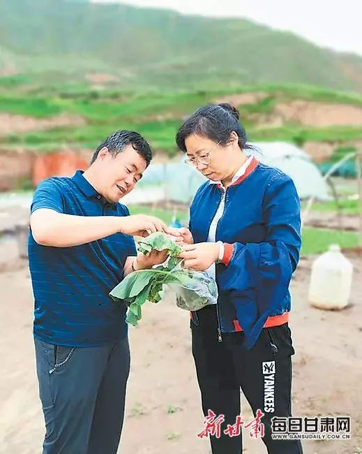 甘蓝种植致富事例_一百亩种植甘蓝投资_甘蓝种植基地