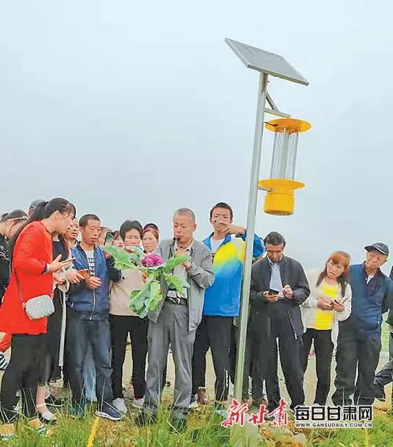 甘蓝种植基地_一百亩种植甘蓝投资_甘蓝种植致富事例