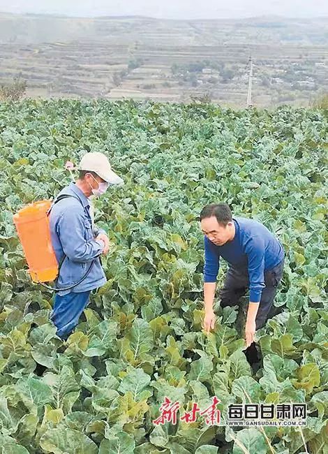 一百亩种植甘蓝投资_甘蓝种植基地_甘蓝种植致富事例