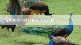 春天种植大红辣椒是什么品种