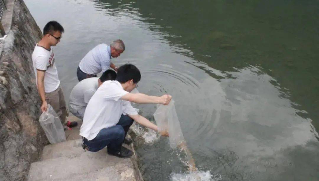 怎样养殖花鲢鱼_怎么养殖花鲢_主养花鲢养殖技术