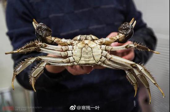 致富经螃蟹_致富经 簖蟹是啥蟹_螃蟹致富
