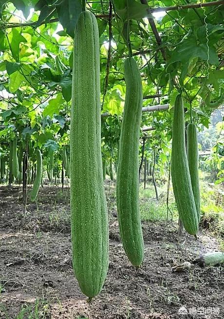 丝瓜种植效益_致富种植丝瓜图片_丝瓜种植致富