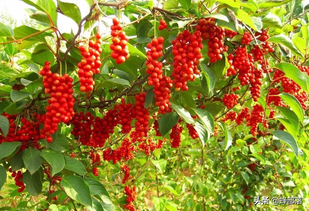 种植什么药材最赚钱农村 种植什么药材最赚钱农村人