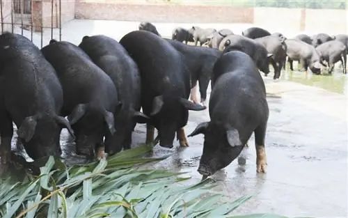 致富经黑猪养殖视频_致富经生态养殖黑猪_生态养殖黑猪前景如何