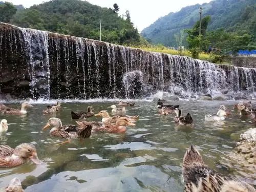 生态养殖黑猪前景如何_致富经黑猪养殖视频_致富经生态养殖黑猪