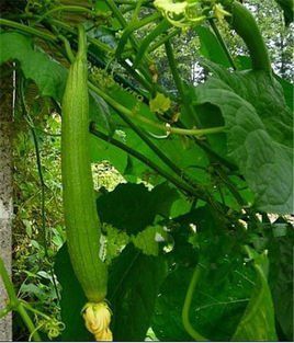 丝瓜种植效益_丝瓜种植致富_致富种植丝瓜图片