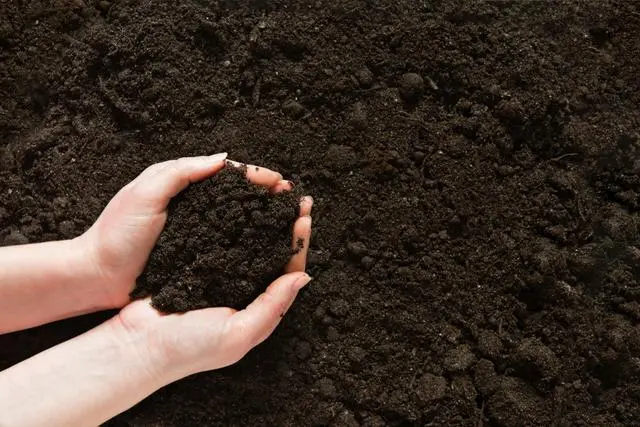 如何种植紫薯_紫薯的种植技术_种植紫薯技术要点