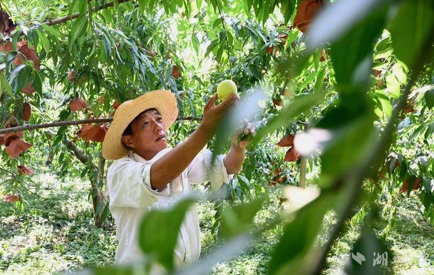 湖北的黄桃什么时候成熟_湖北黄桃种植基地_湖北人种植黄桃致富的原因