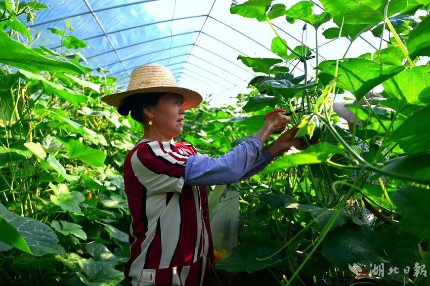 湖北的黄桃什么时候成熟_湖北人种植黄桃致富的原因_湖北黄桃种植基地