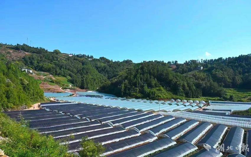 湖北黄桃种植基地_湖北人种植黄桃致富的原因_湖北的黄桃什么时候成熟