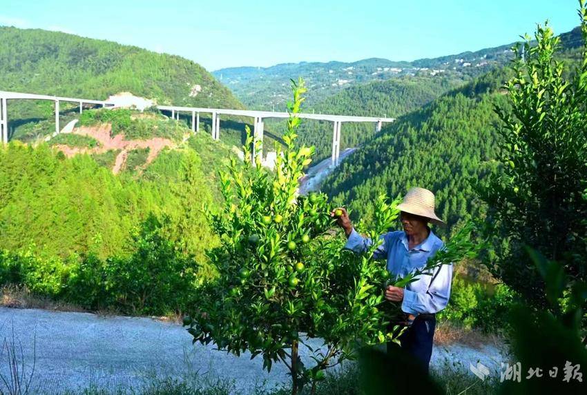 湖北黄桃种植基地_湖北人种植黄桃致富的原因_湖北的黄桃什么时候成熟