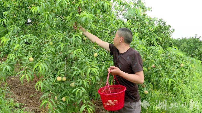 黄桃种植效益_湖北的黄桃什么时候成熟_湖北人种植黄桃致富的原因