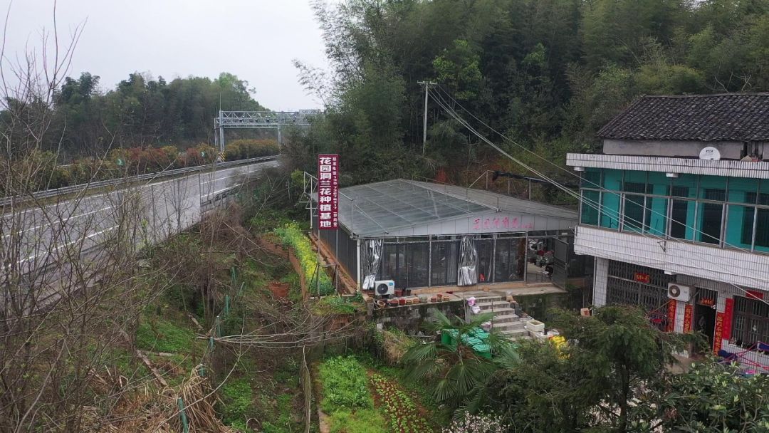 兰花种植致富经_致富兰花种植条件_致富经兰花种植视频