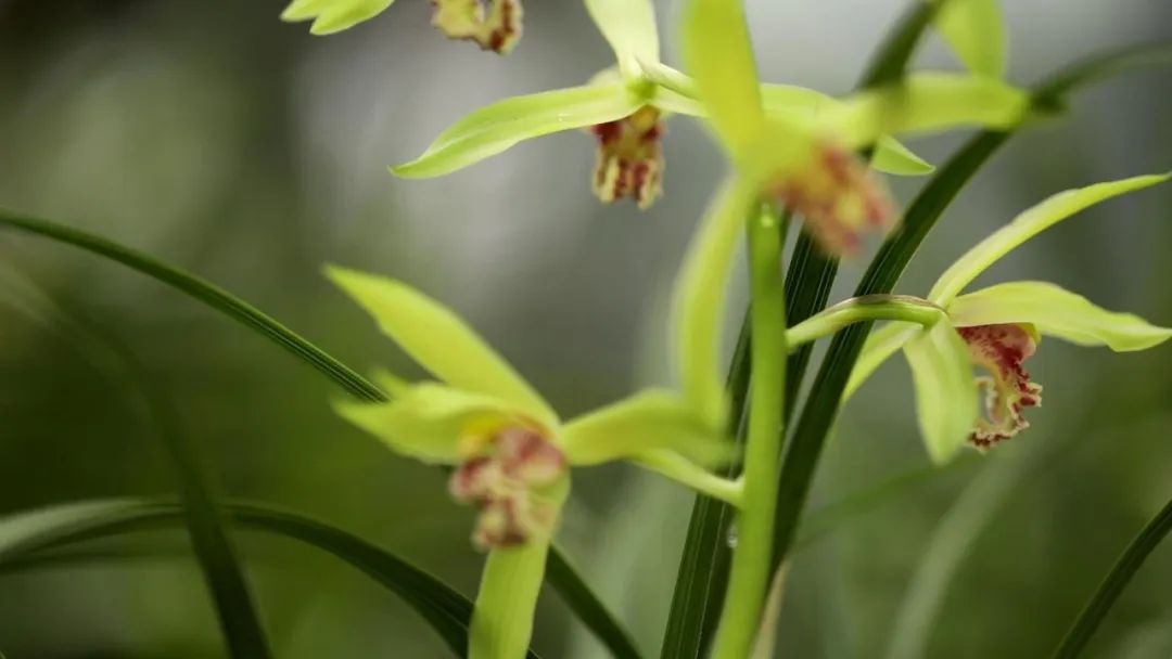 兰花种植致富经_致富经兰花种植视频_致富兰花种植条件