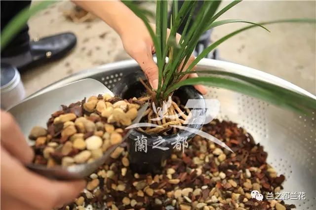 致富经兰花种植视频_兰花种植致富经_致富兰花种植条件