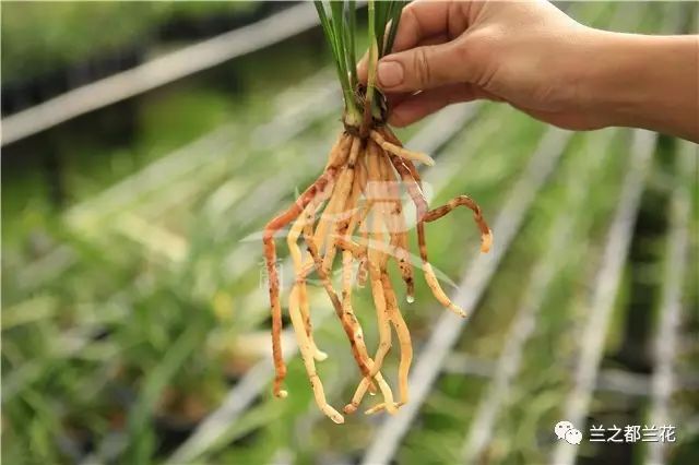 致富经兰花种植视频_兰花种植致富经_致富兰花种植条件