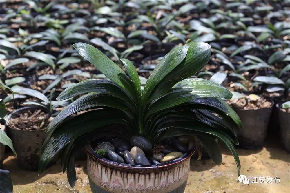 兰花种植致富经_兰花致富经_致富兰花种植方法