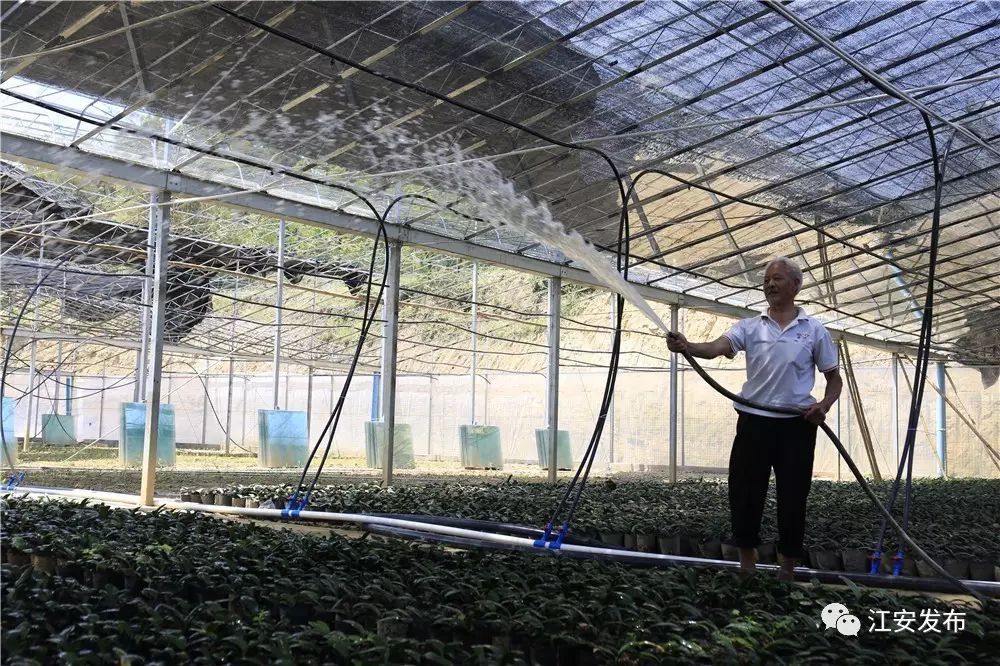 兰花致富经_兰花种植致富经_致富兰花种植方法