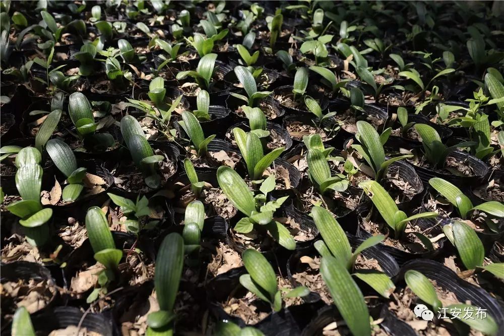 兰花种植致富经_致富兰花种植方法_兰花致富经