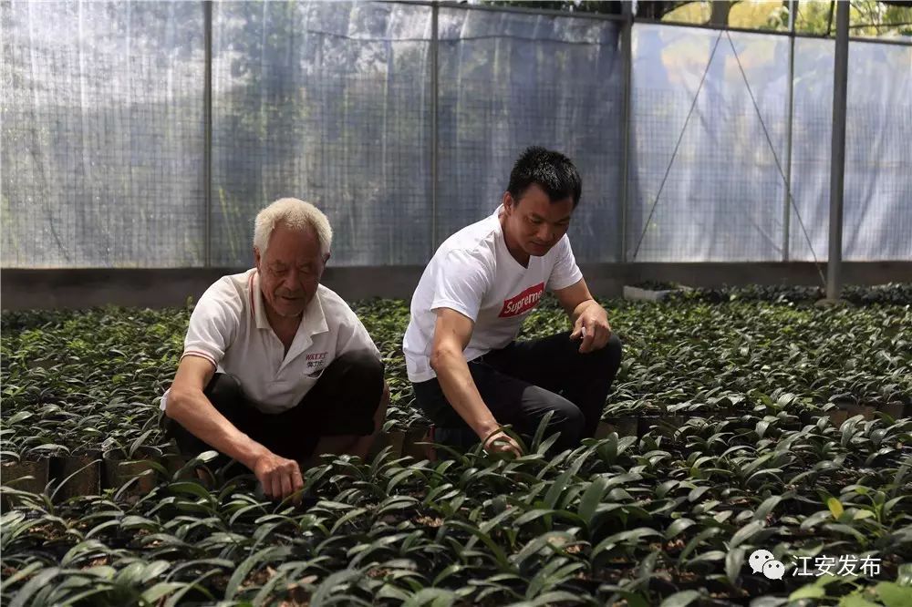 兰花致富经_致富兰花种植方法_兰花种植致富经