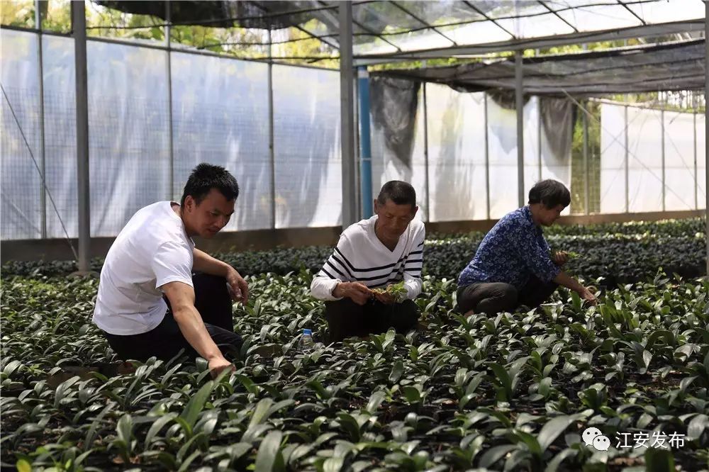 兰花致富经_致富兰花种植方法_兰花种植致富经