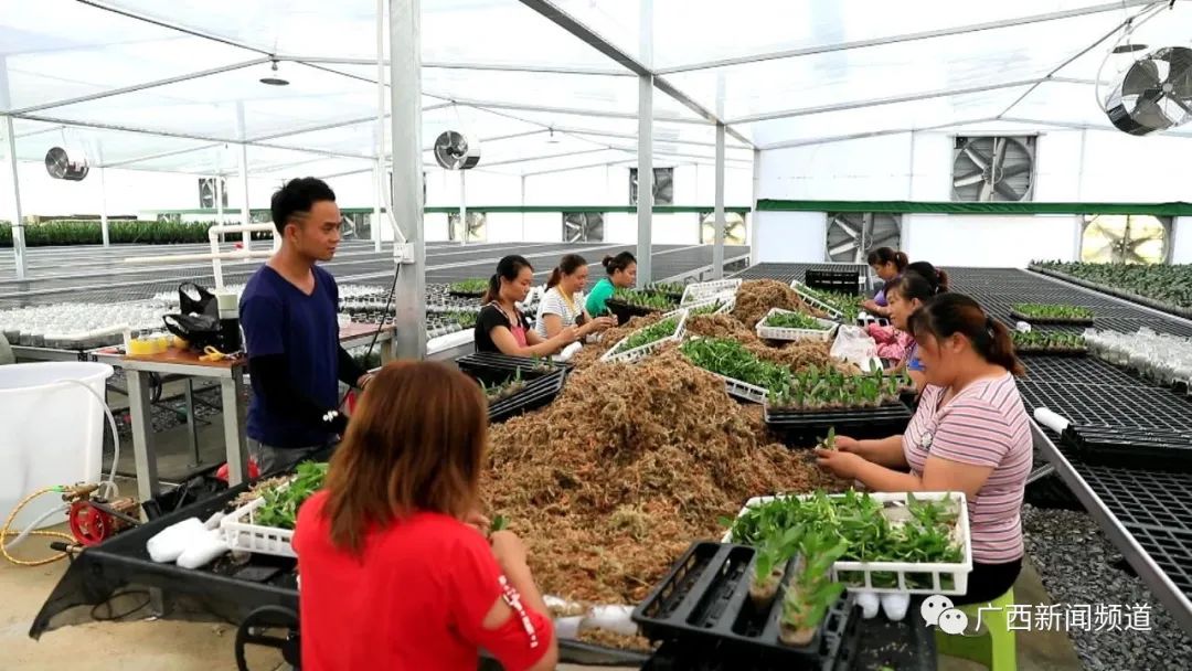 致富兰花种植条件_致富兰花种植方法_兰花种植致富经