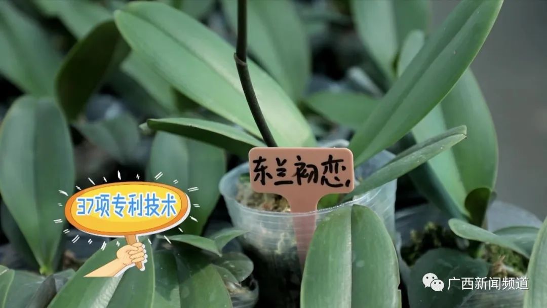 致富兰花种植方法_兰花种植致富经_致富兰花种植条件