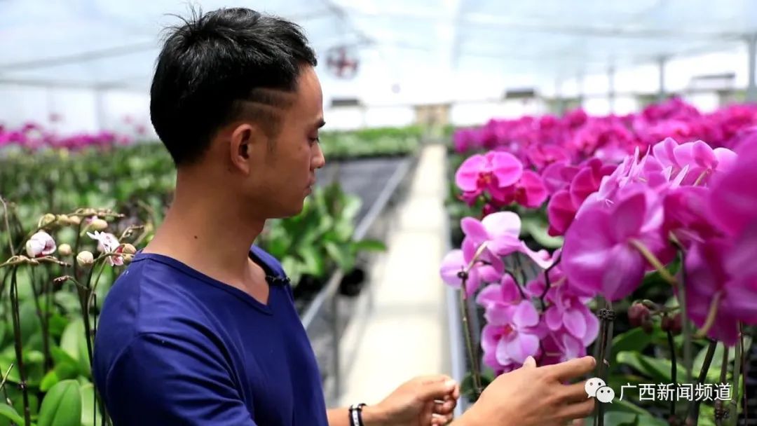 致富兰花种植条件_兰花种植致富经_致富兰花种植方法