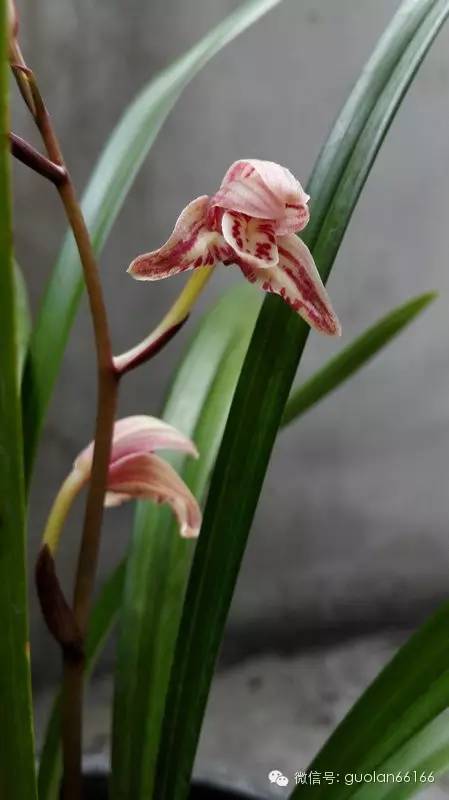 兰花种植致富经_致富兰花种植方法_致富兰花种植条件