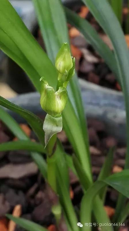 致富兰花种植条件_致富兰花种植方法_兰花种植致富经