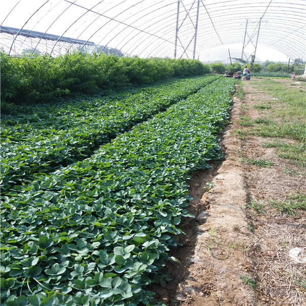 大棚建设育苗章姬草莓苗,章姬草莓苗种植地区