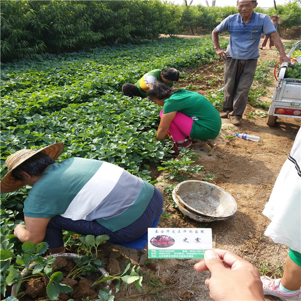 大棚建设育苗章姬草莓苗,章姬草莓苗种植地区