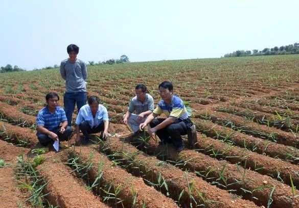 生姜种植期到来，六大方法助力生姜高产！