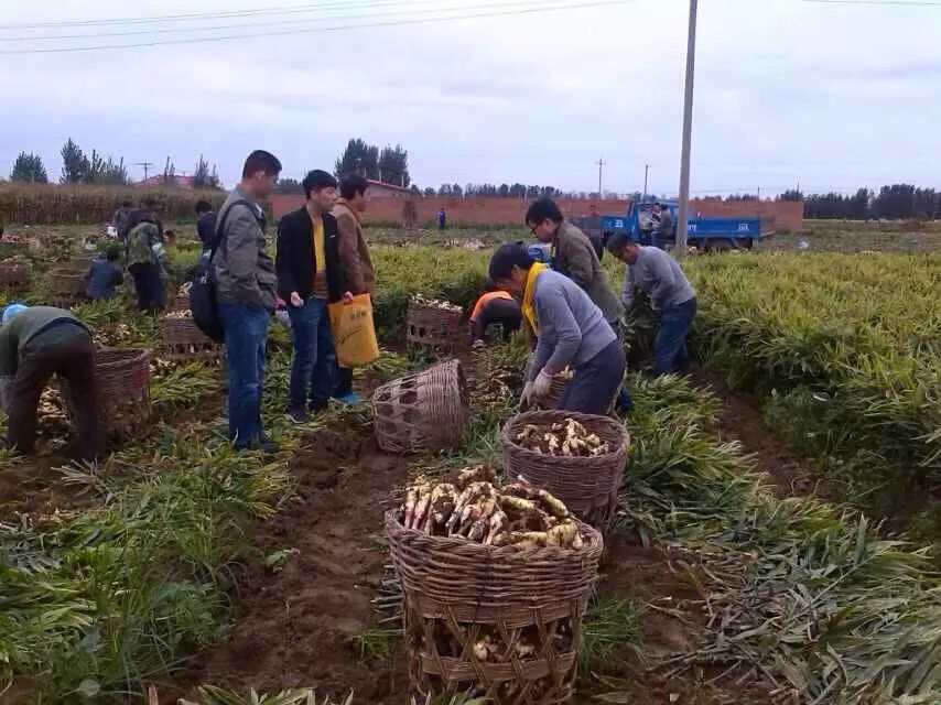 生姜致富经_农视网致富经种植生姜_致富经生姜种植视频